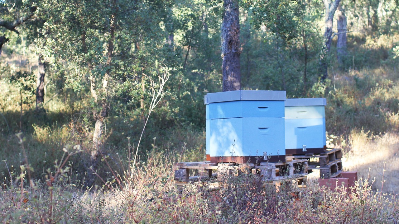 Photo of Outdoor in Estremoz