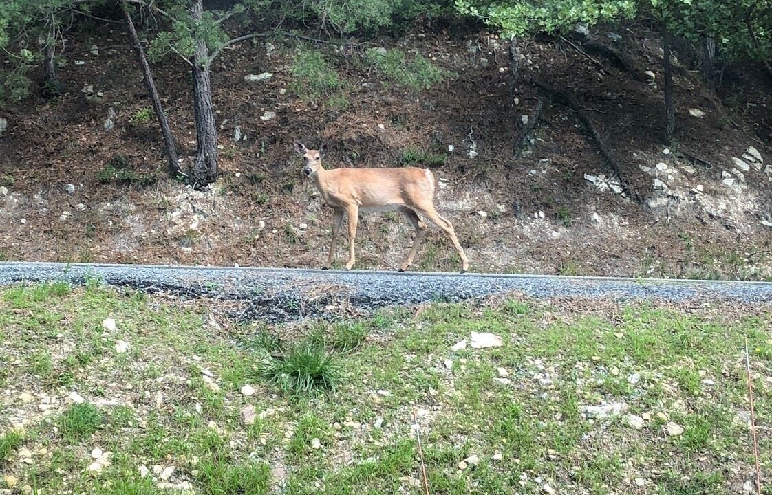 Photo of Outdoor in McGaheysville