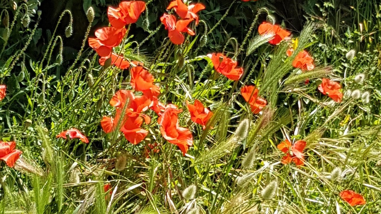 Photo of Outdoor in Plumaudan