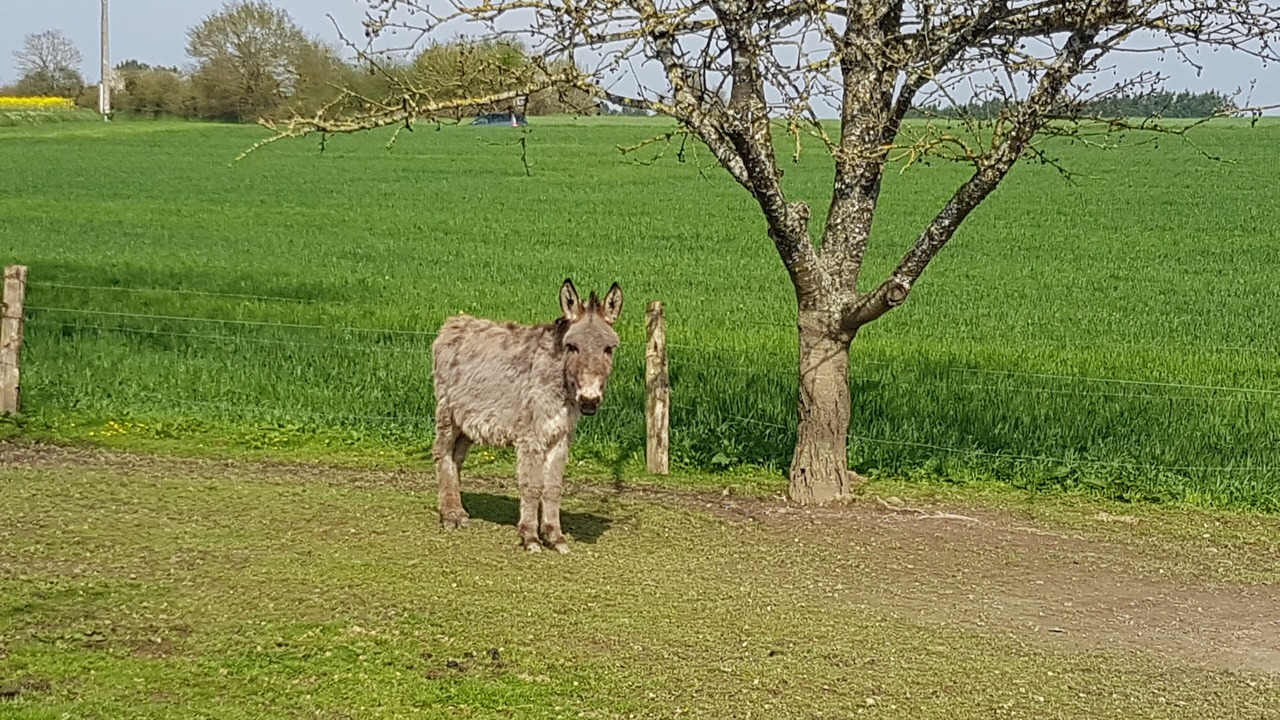 Photo of Outdoor in Plumaudan