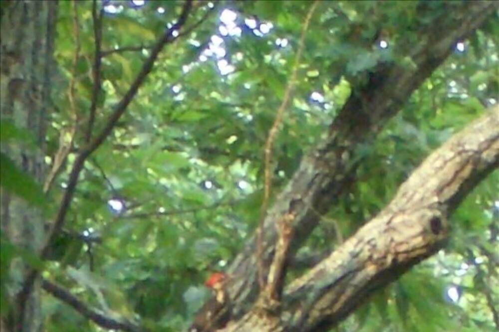 Photo of Others in Massanutten
