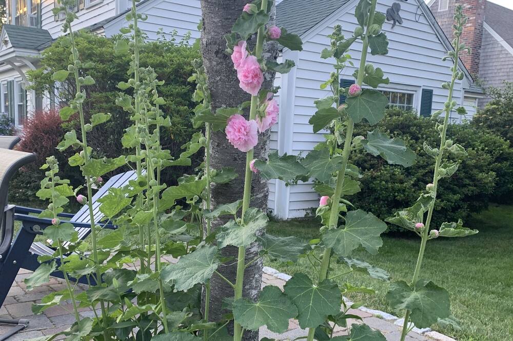 Photo of Outdoor in West Yarmouth