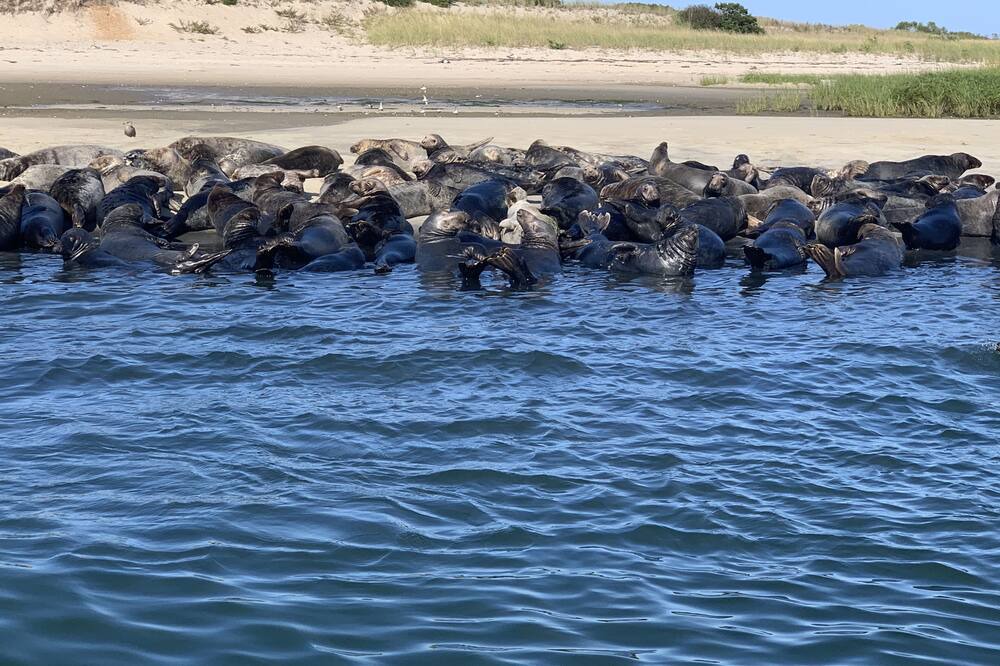 Photo of Others in West Yarmouth