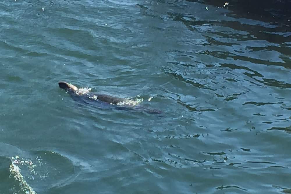 Photo of Others in West Yarmouth