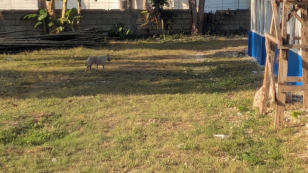 Photo of Outdoor in Basdiot
