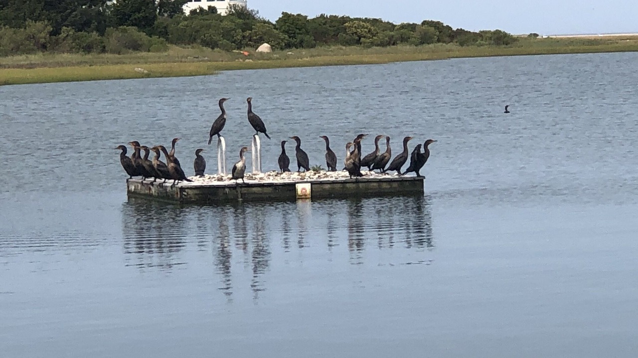 Photo of Others in East Orleans
