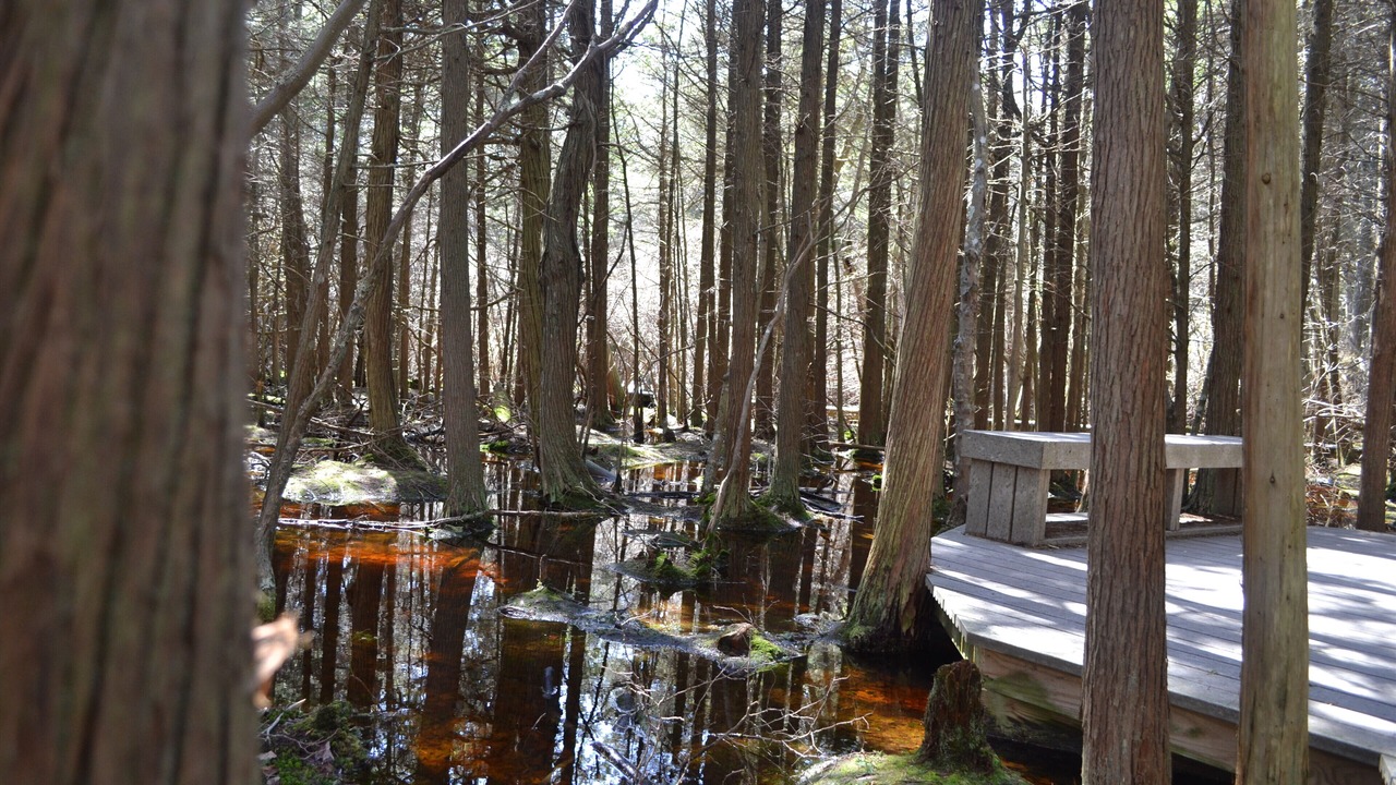Photo of Outdoor in East Orleans