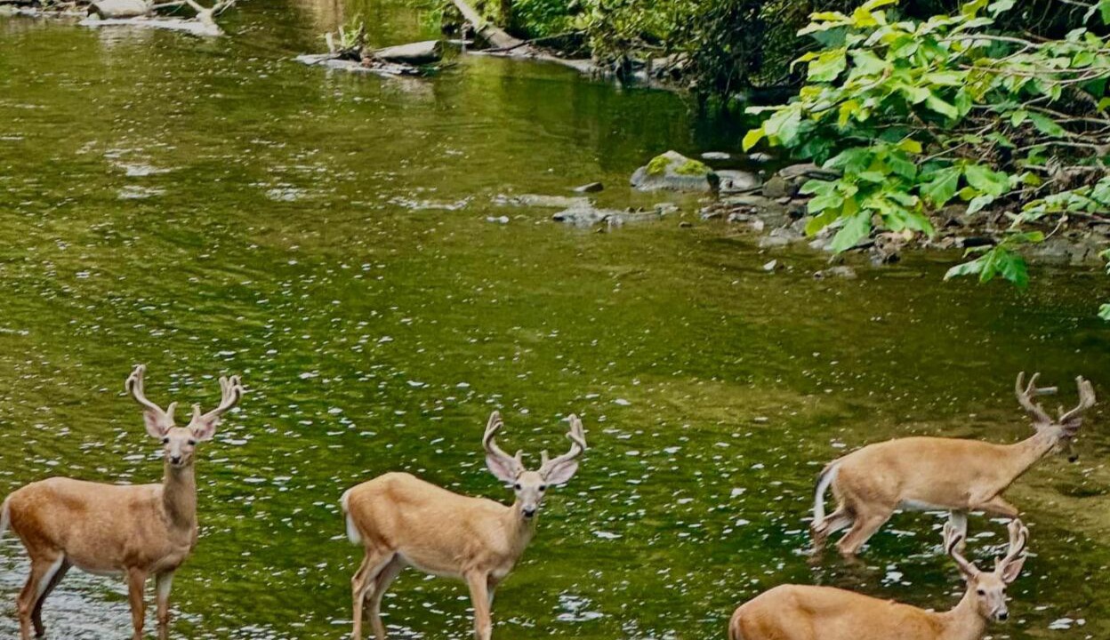 Photo of Outdoor in Ashcamp