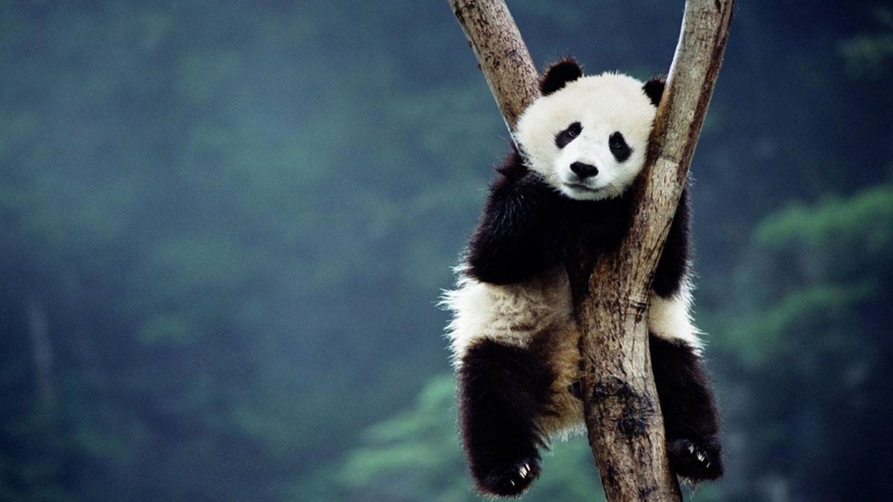 Photo of Others in Dujiangyan