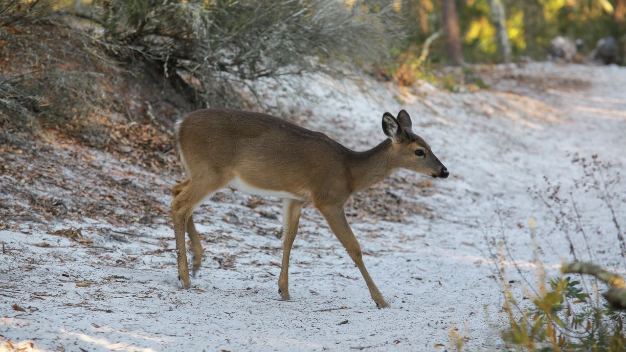 Photo of Others in Seagrove Beach