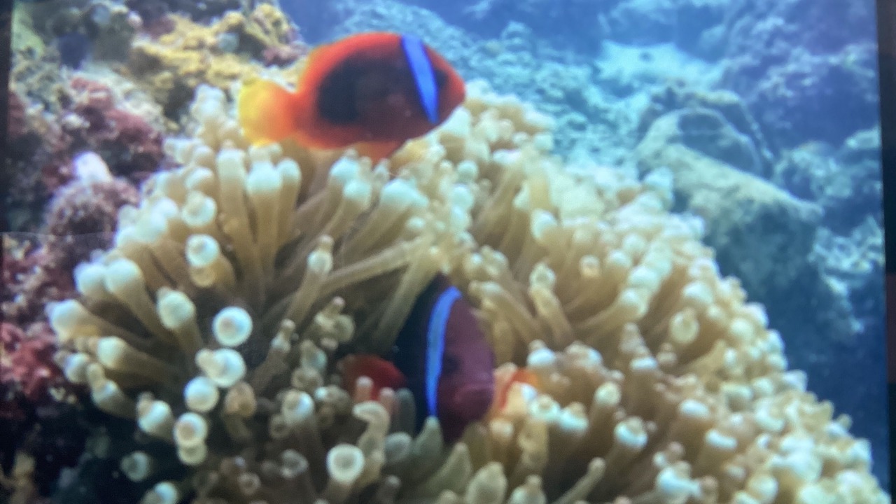 Photo of Others in Moalboal