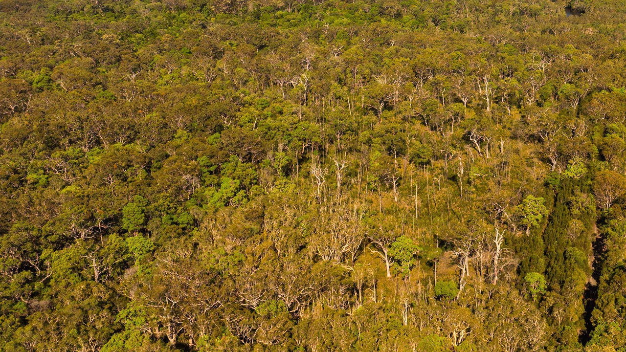Photo of Outdoor in Cooroibah