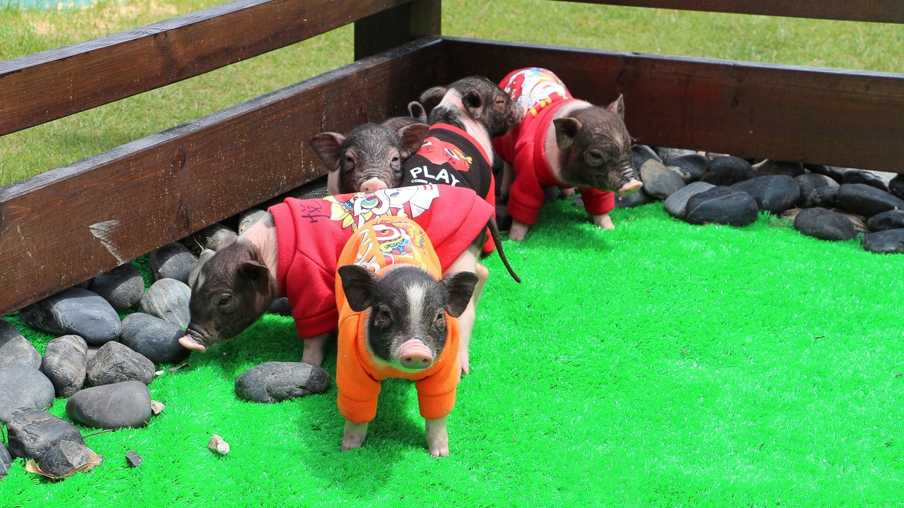 Photo of Others in Yi County