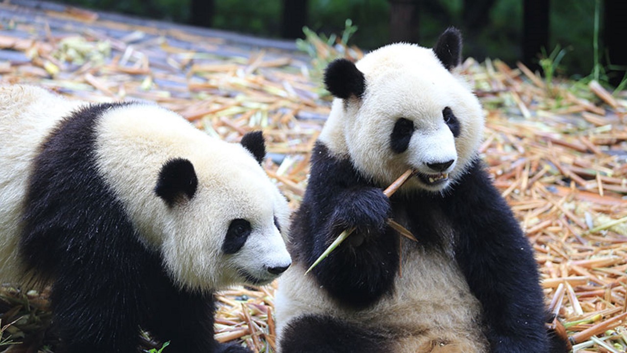 Photo of Others in Chengdu