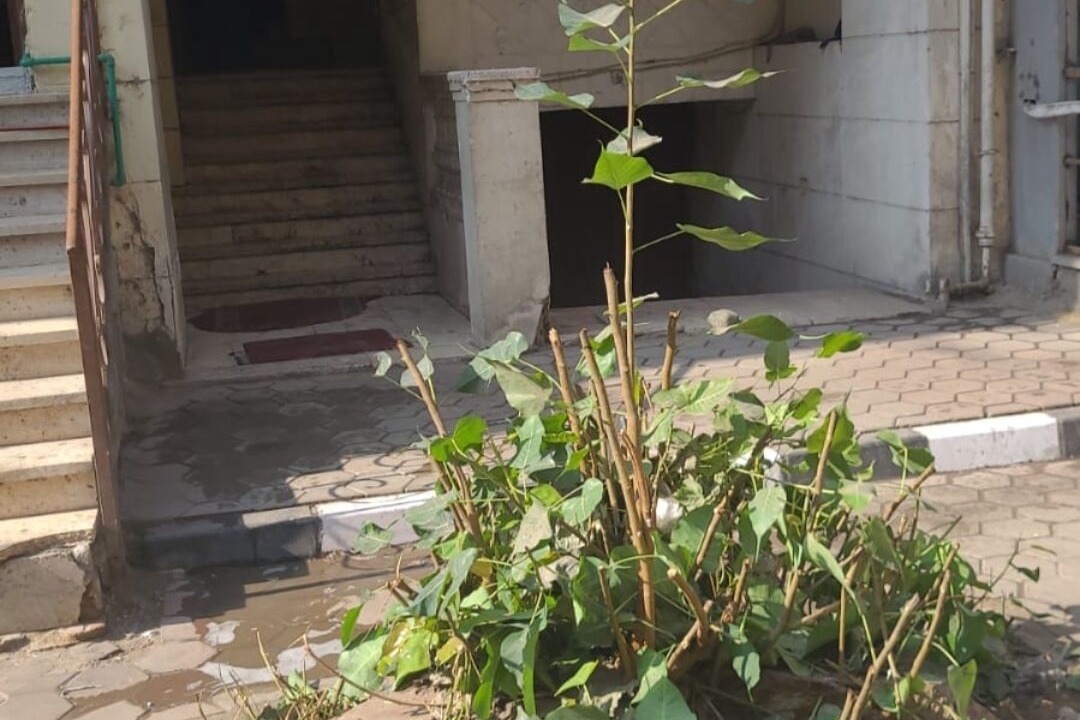 Photo of Outdoor in Al Manial