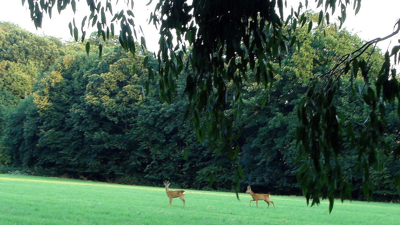 Photo of Others in Lamballe