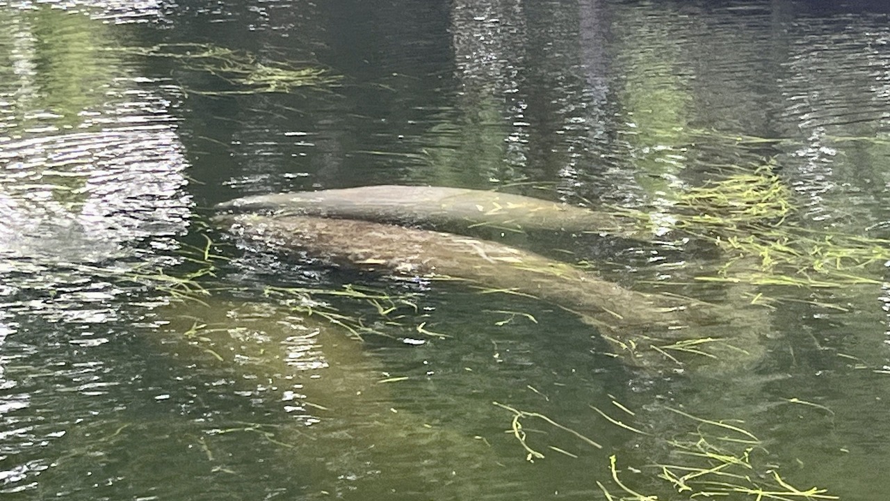 Photo of Outdoor in Weeki Wachee Gardens