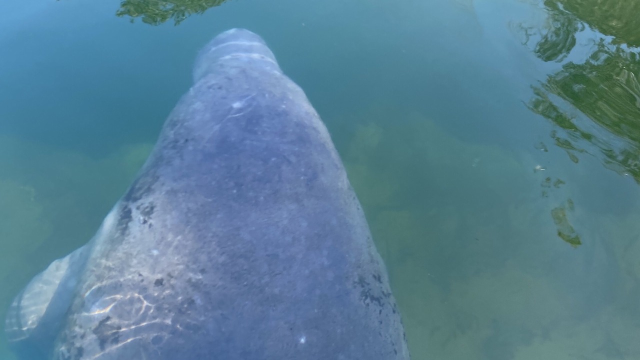 Photo of Others in Weeki Wachee Gardens