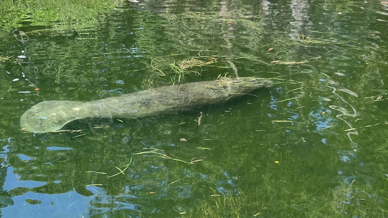 Photo of Outdoor in Weeki Wachee Gardens