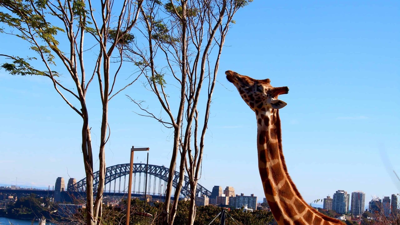 Photo of Outdoor in Petersham North