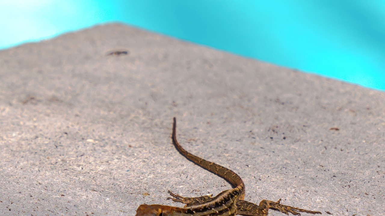 Photo of Others in Lauderdale Isles
