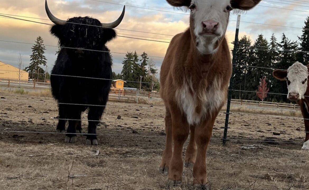 Photo of Others in Rainier