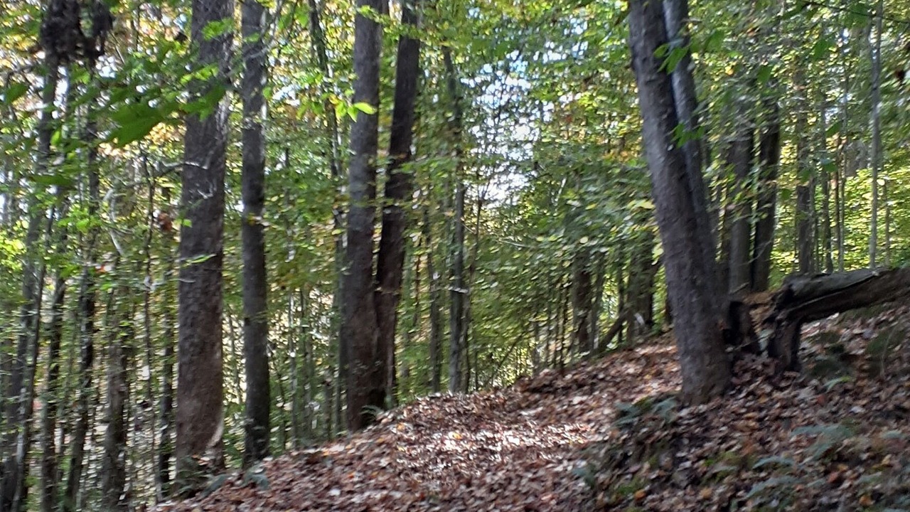 Photo of Others in McClure
