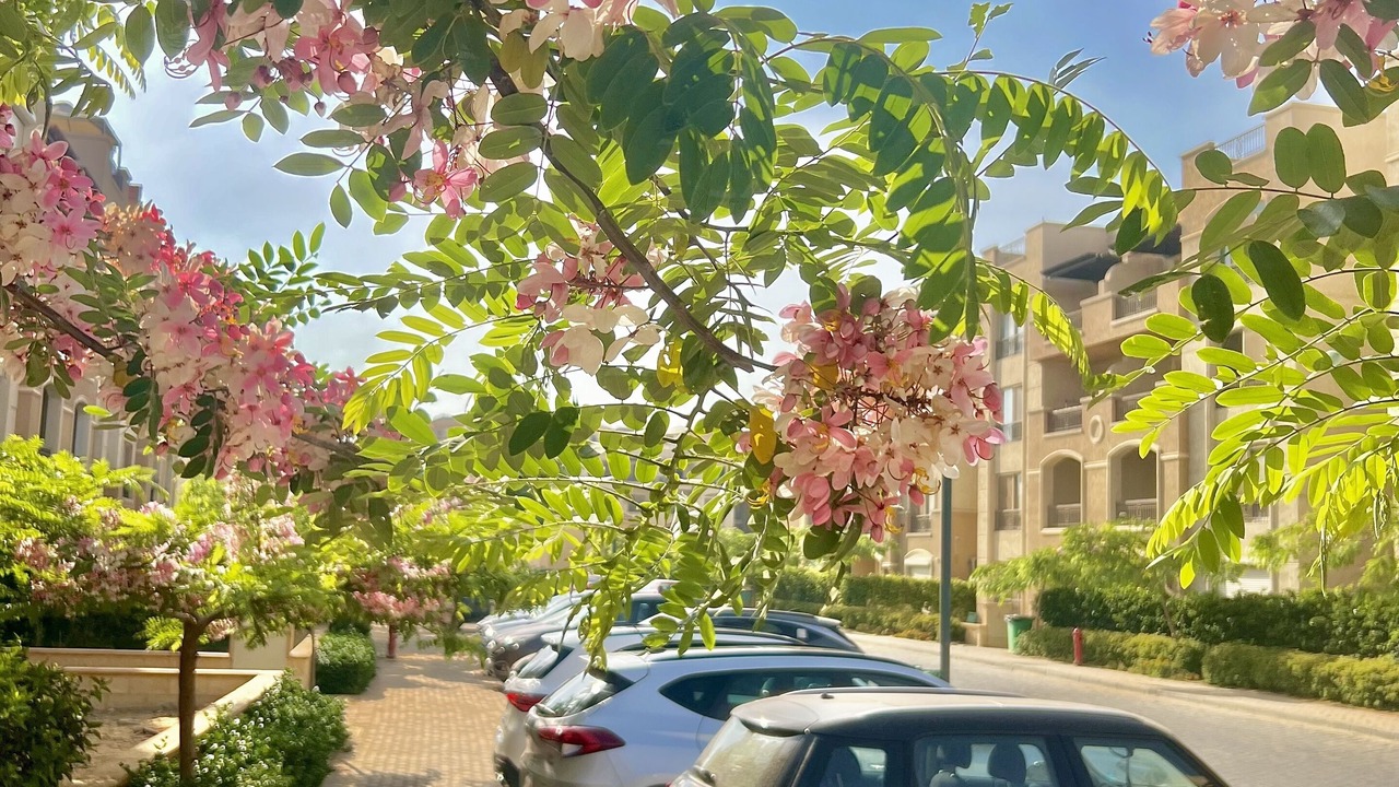 Photo of Outdoor in Cairo