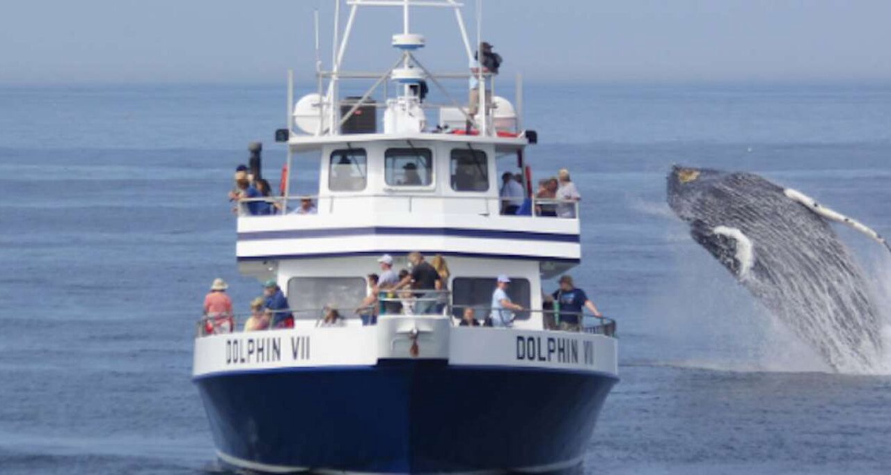 Photo of Others in Harwich
