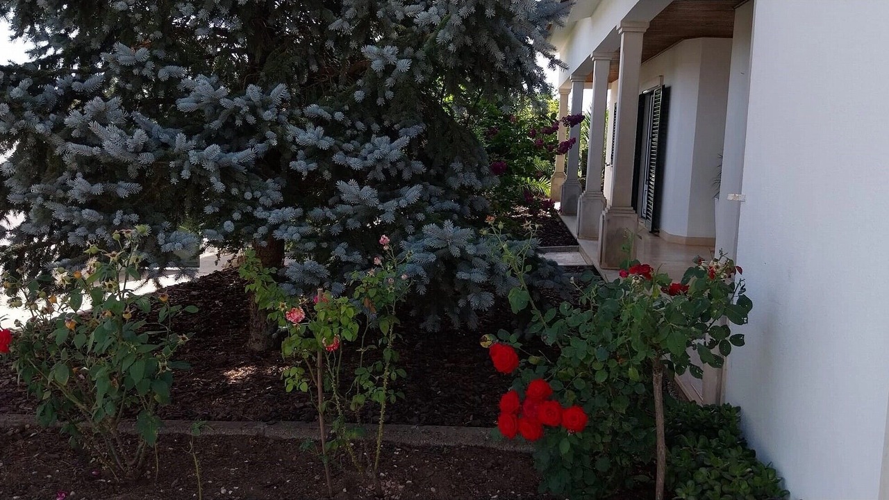 Photo of Outdoor in Fatima