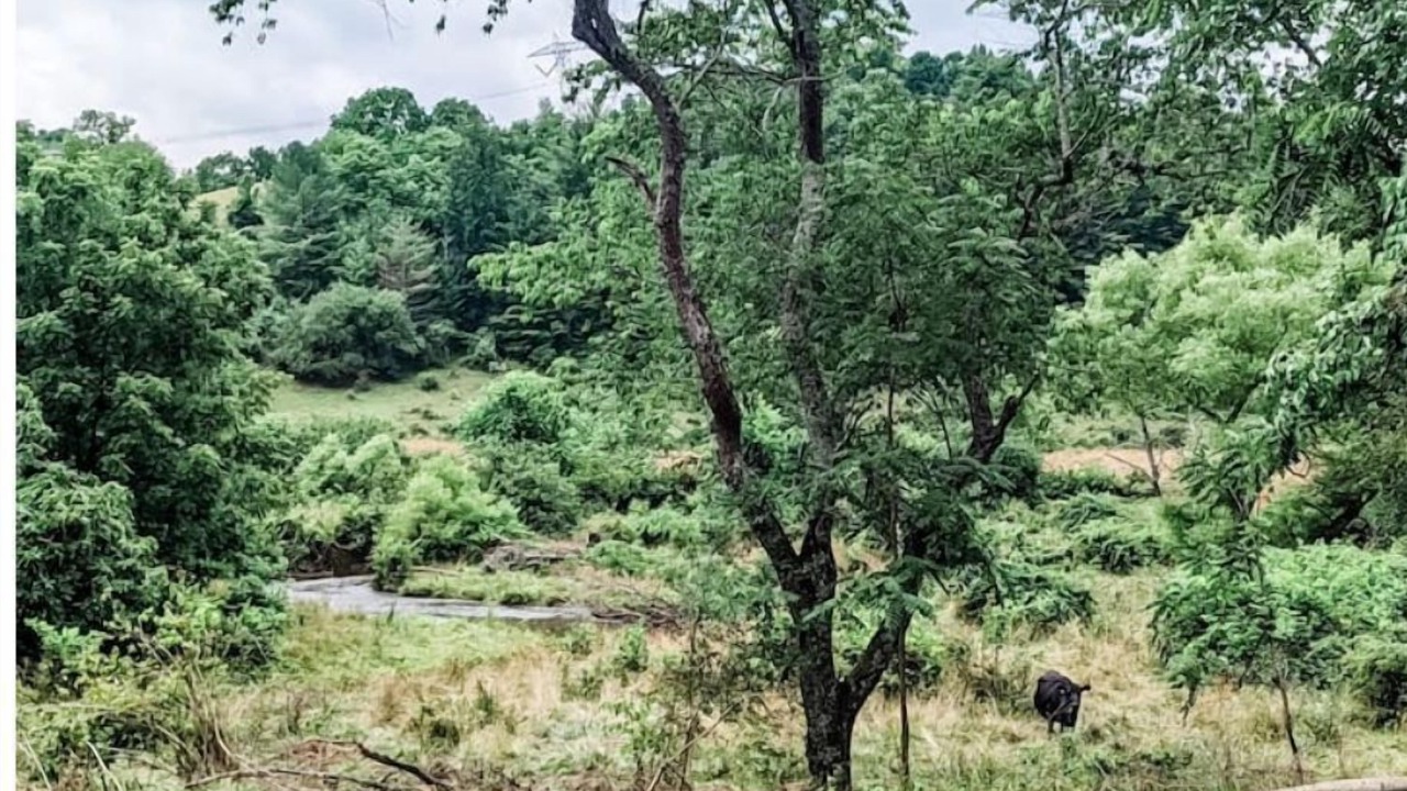 Photo of Outdoor in Burks Fork