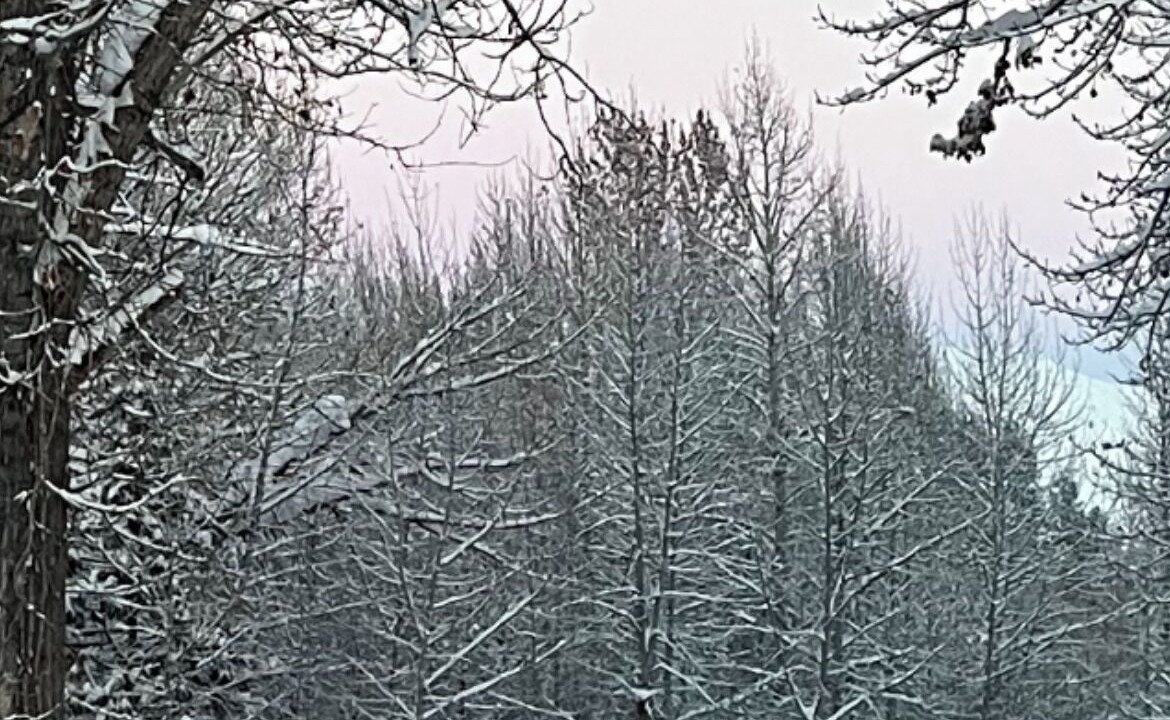 Photo of Others in Twisp