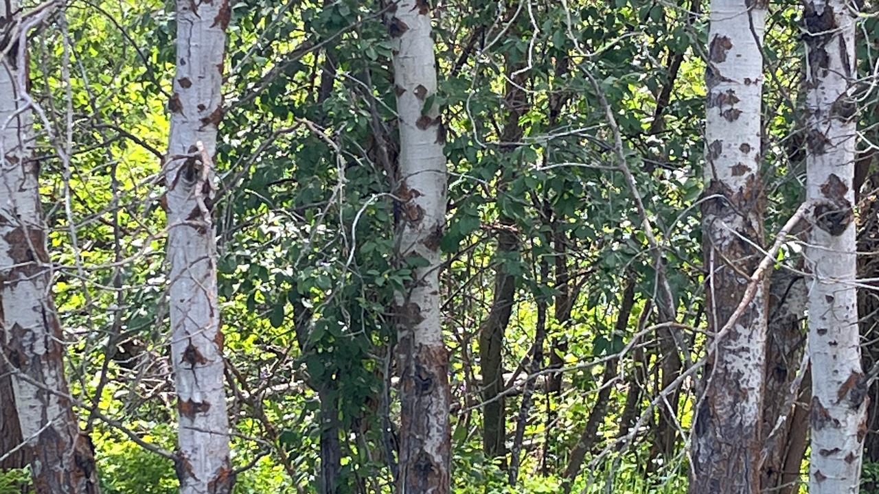 Photo of Outdoor in Twisp