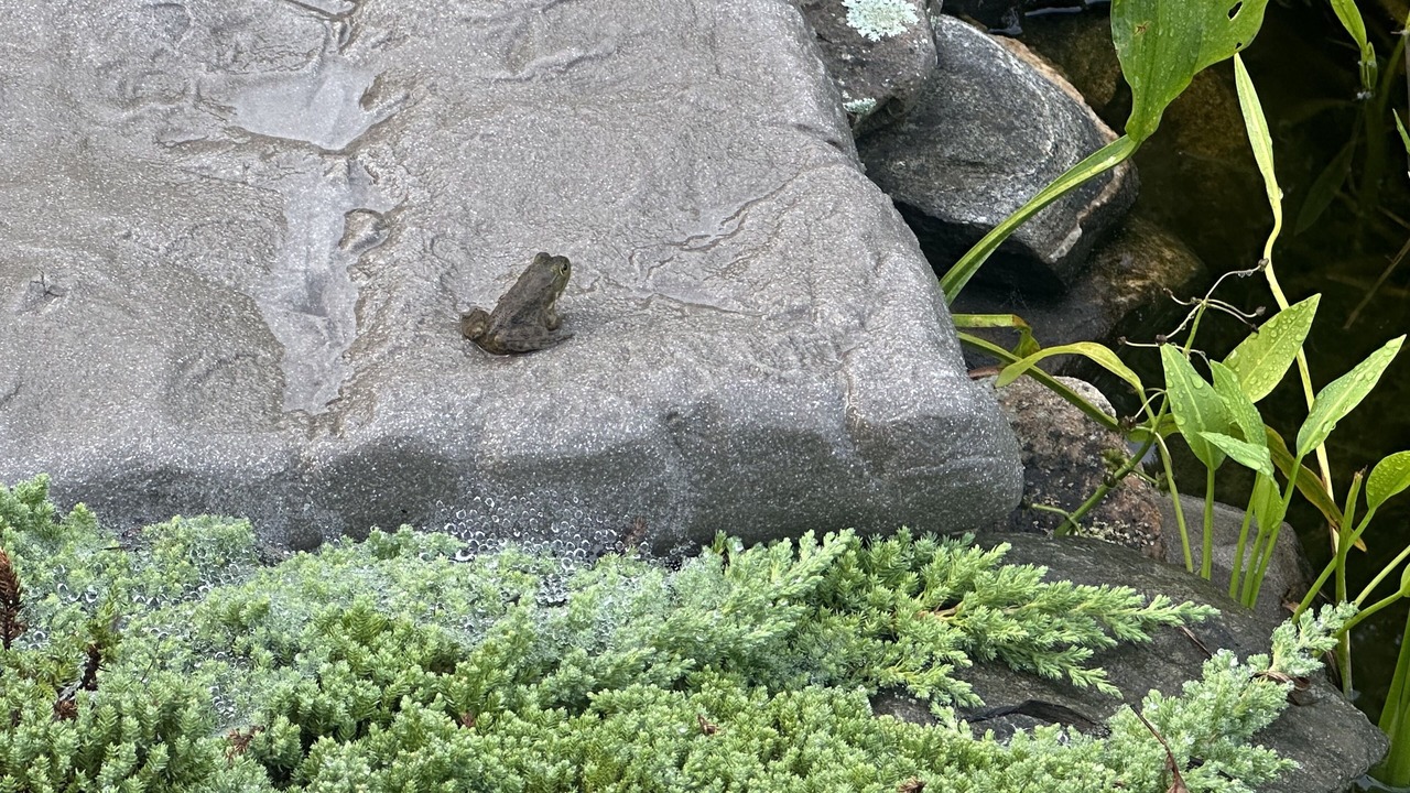 Photo of Others in Lagoon Heights