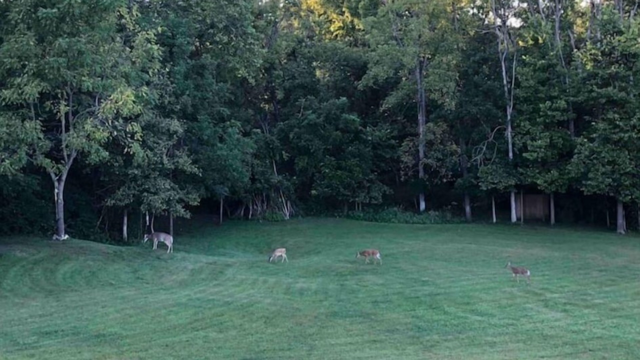 Photo of Outdoor in Acton