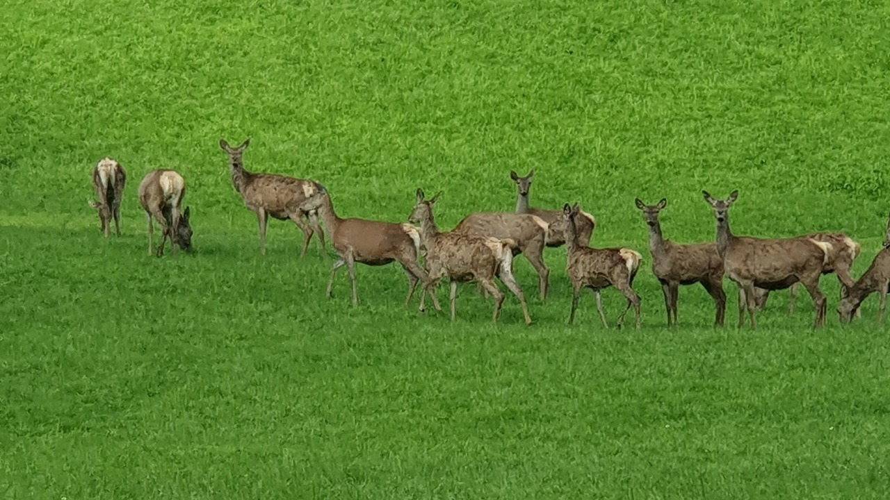 Photo of Outdoor in Sankt Barbara im Murztal