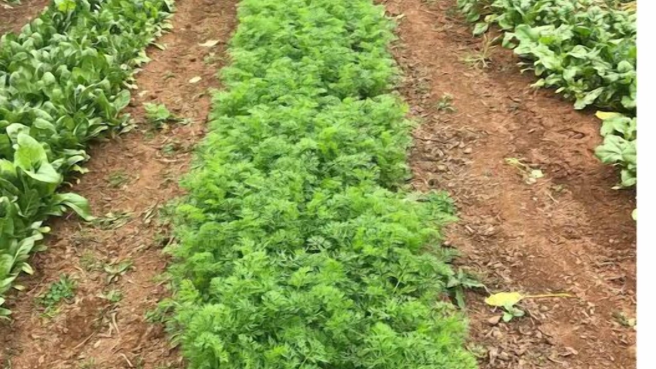 Photo of Outdoor in Middleburg