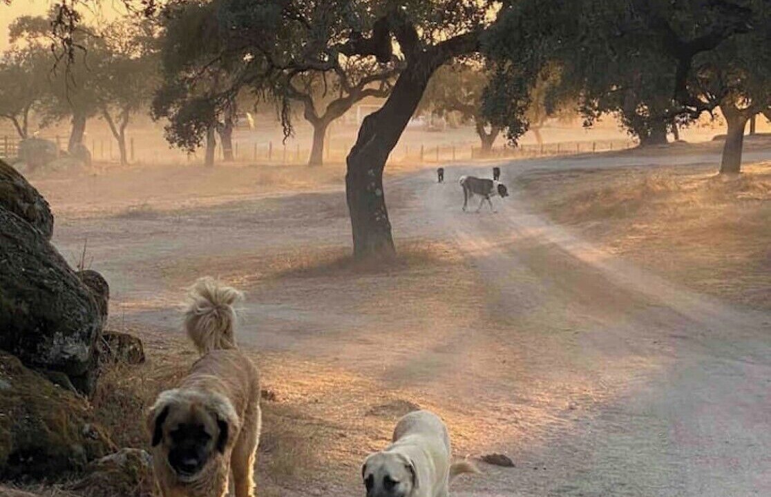 Photo of Others in Arraiolos