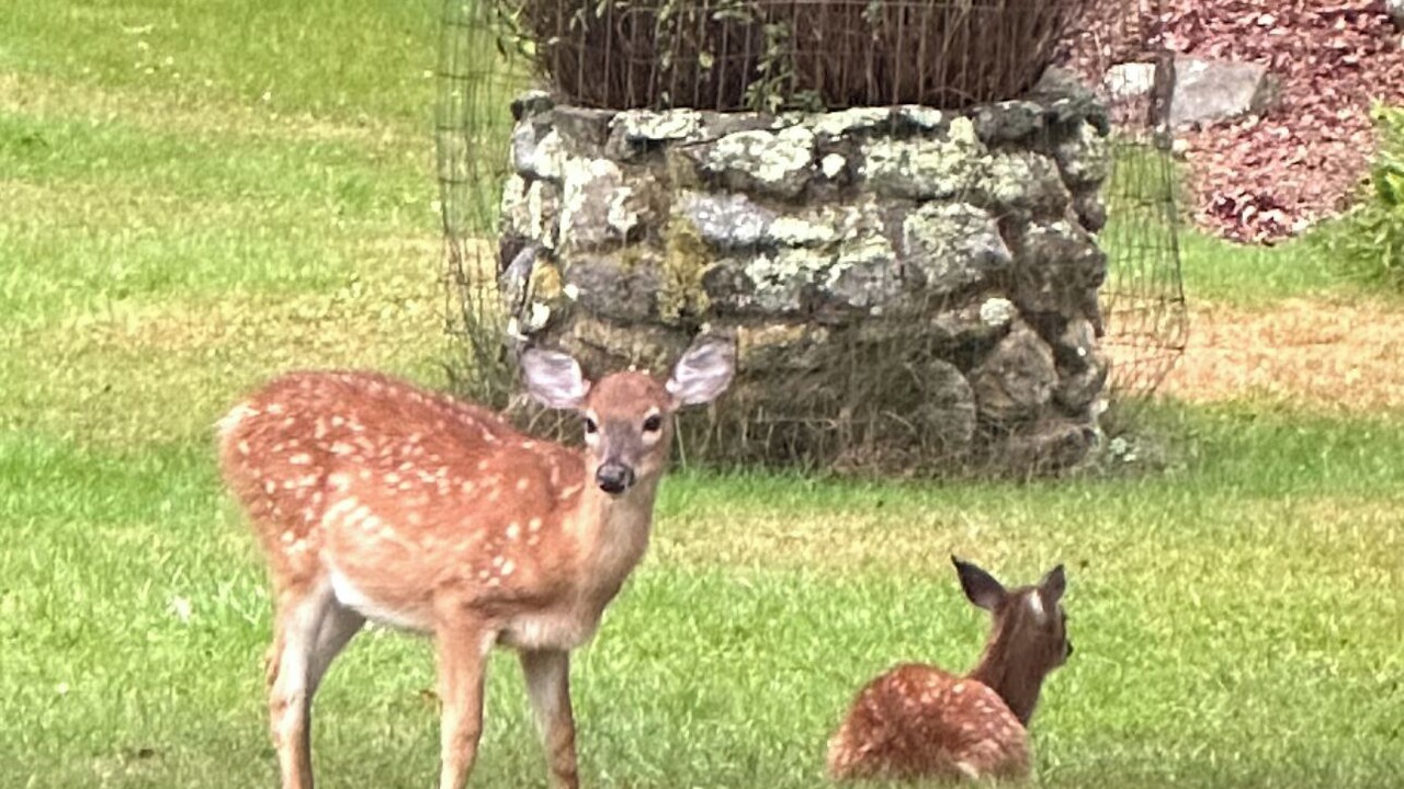 Photo of Others in West Tisbury