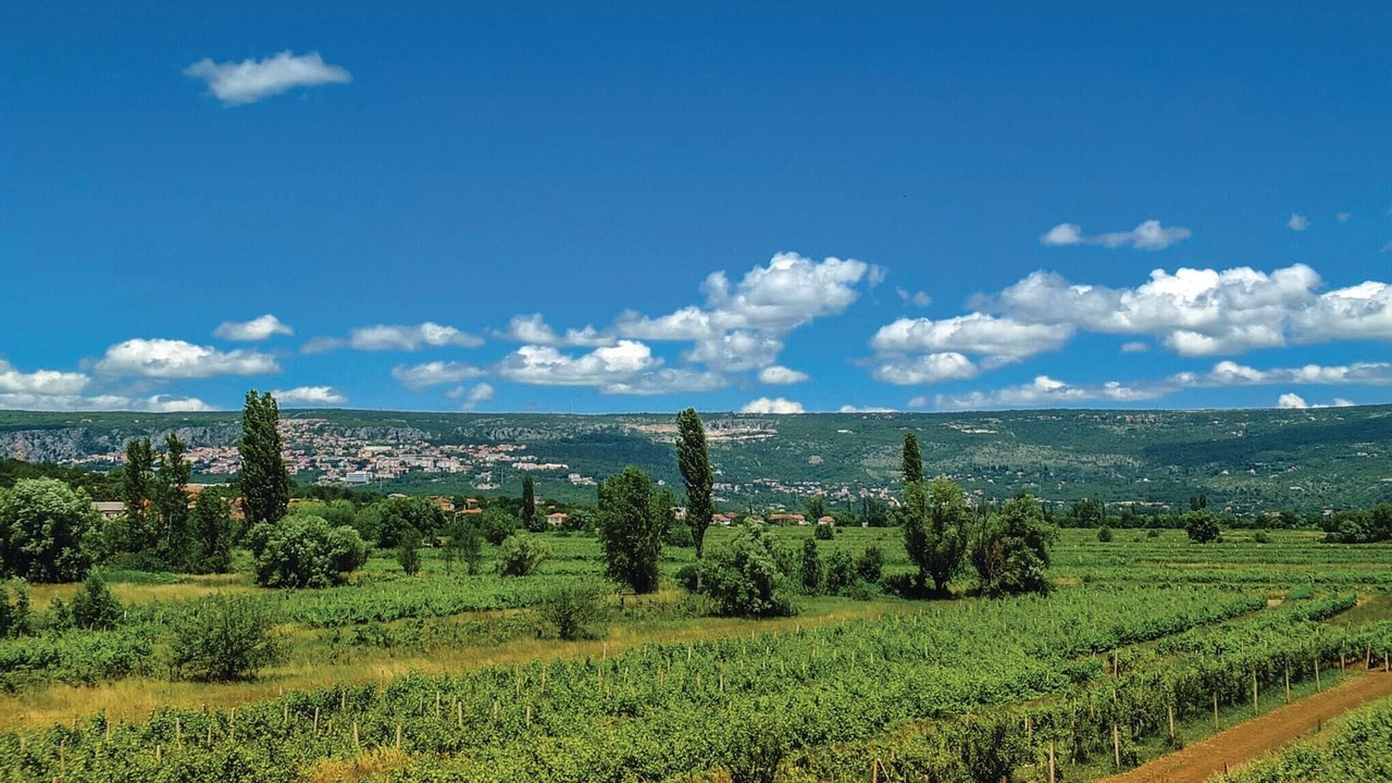 Photo of Others in Grubine
