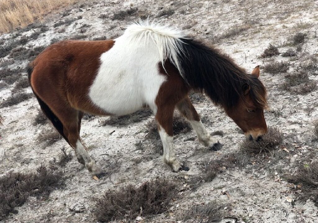 Photo of Others in Assateague Pointe