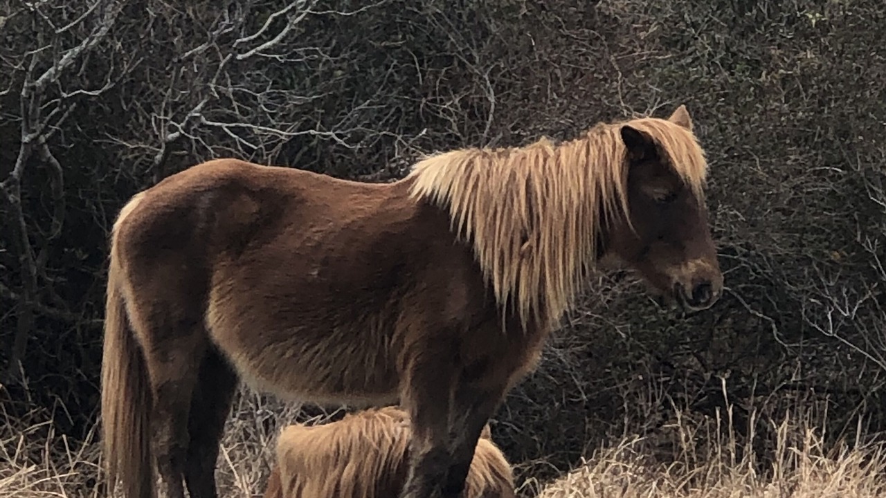 Photo of Others in Assateague Pointe
