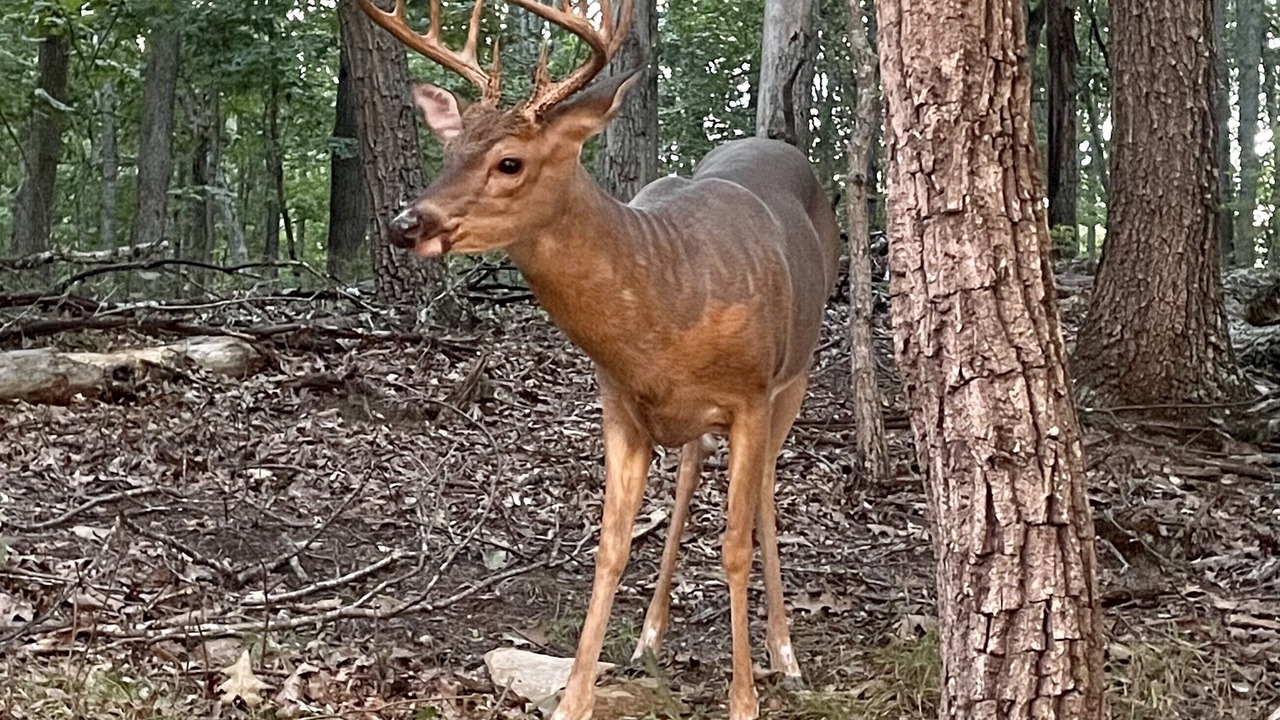 Photo of Others in Massanutten