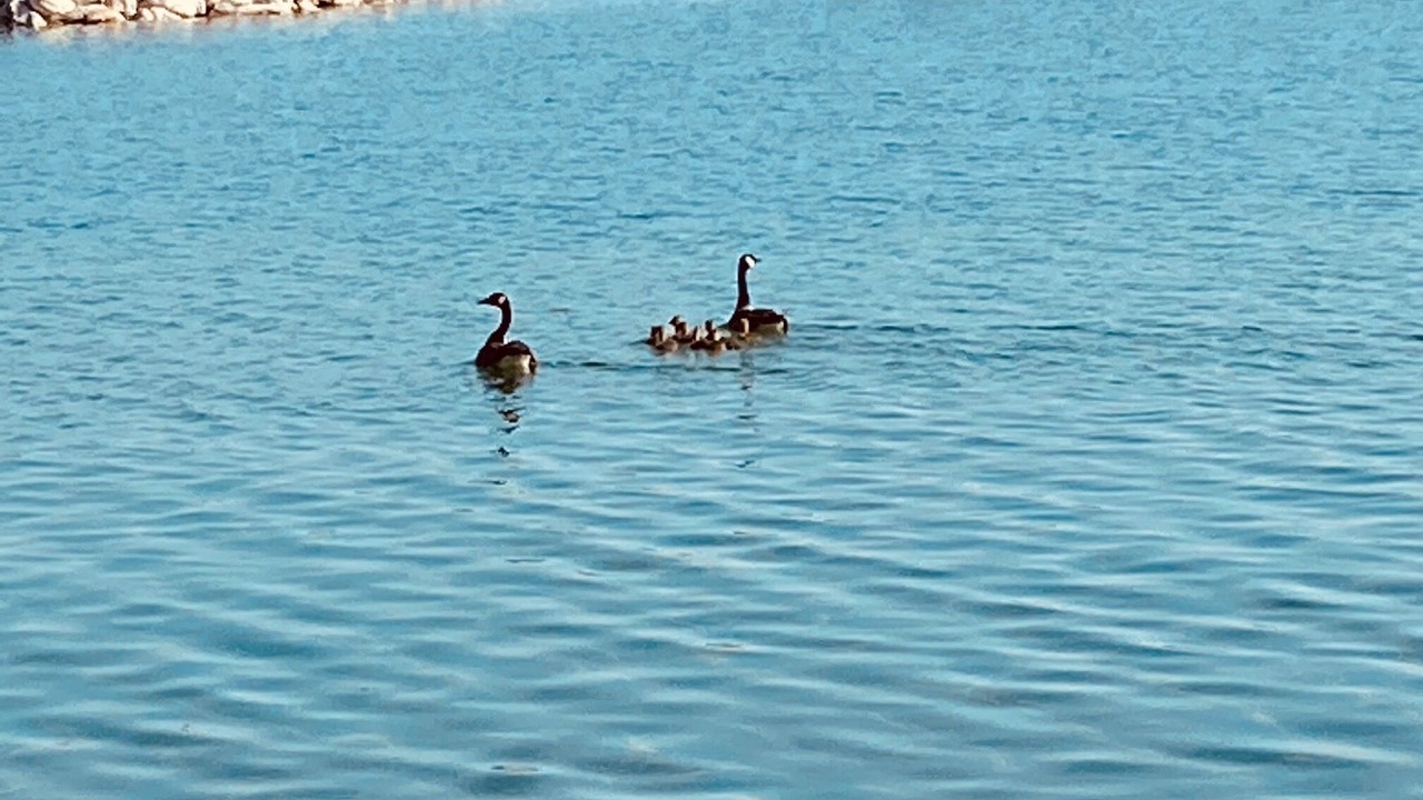 Photo of Others in Cedarville