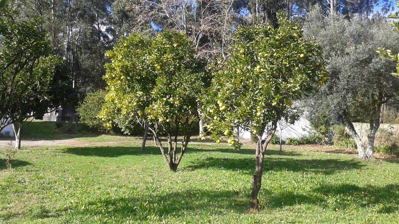 Photo of Outdoor in Aldreu