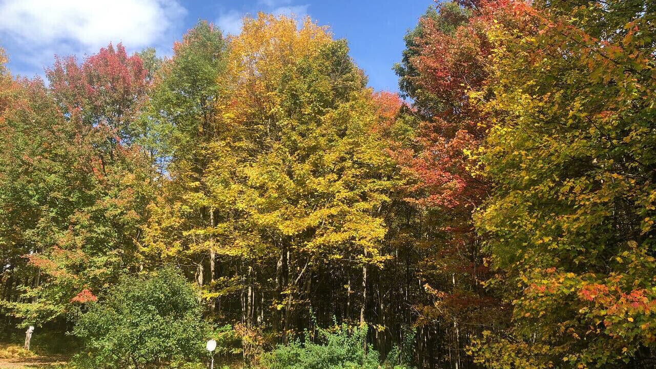 Photo of Others in Bloomville