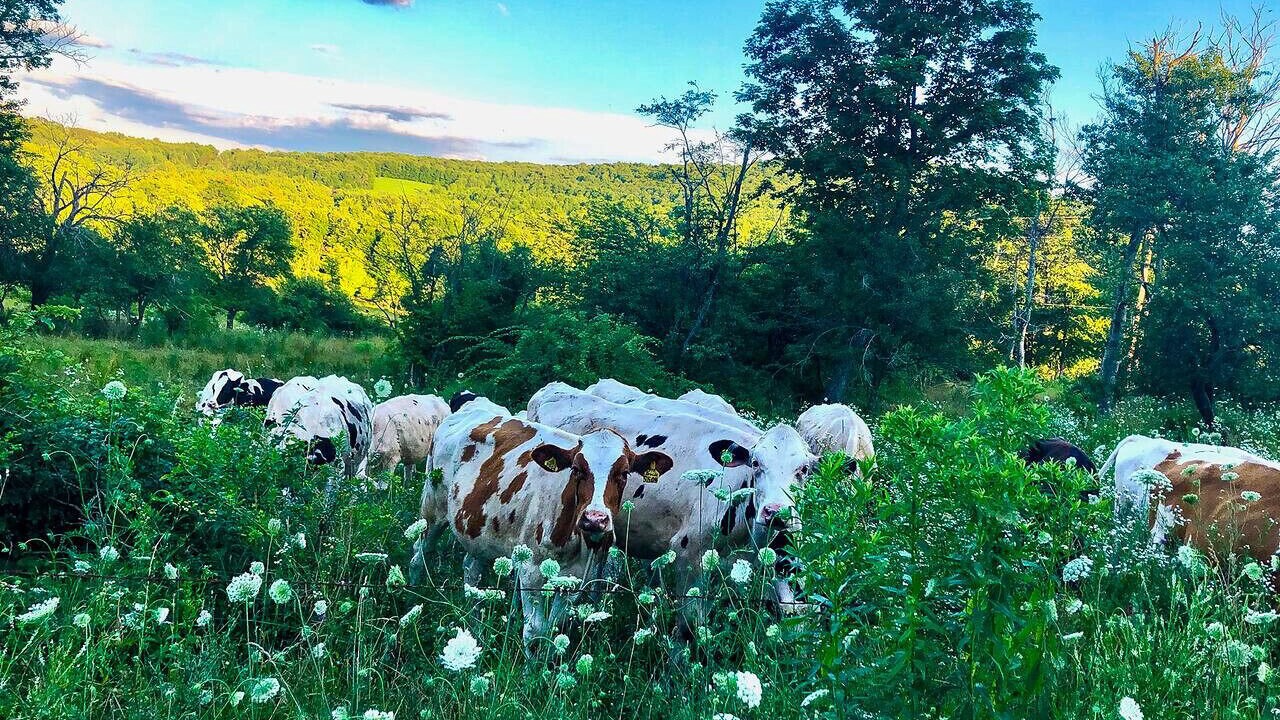 Photo of Others in Bloomville