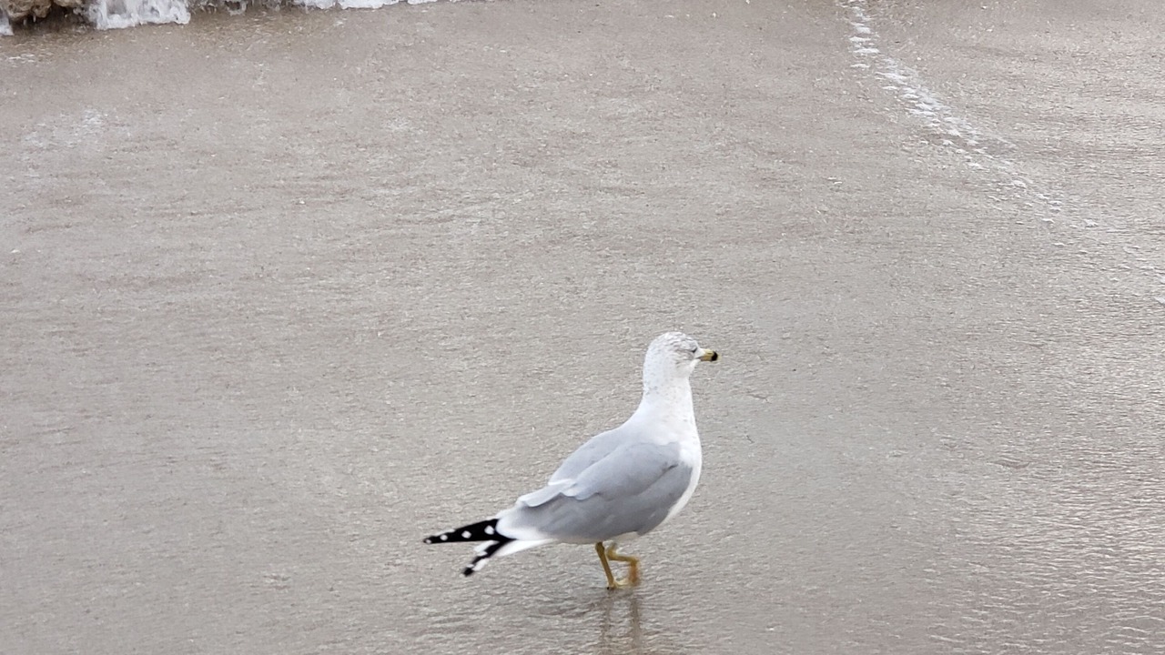 Photo of Others in Hallandale Beach