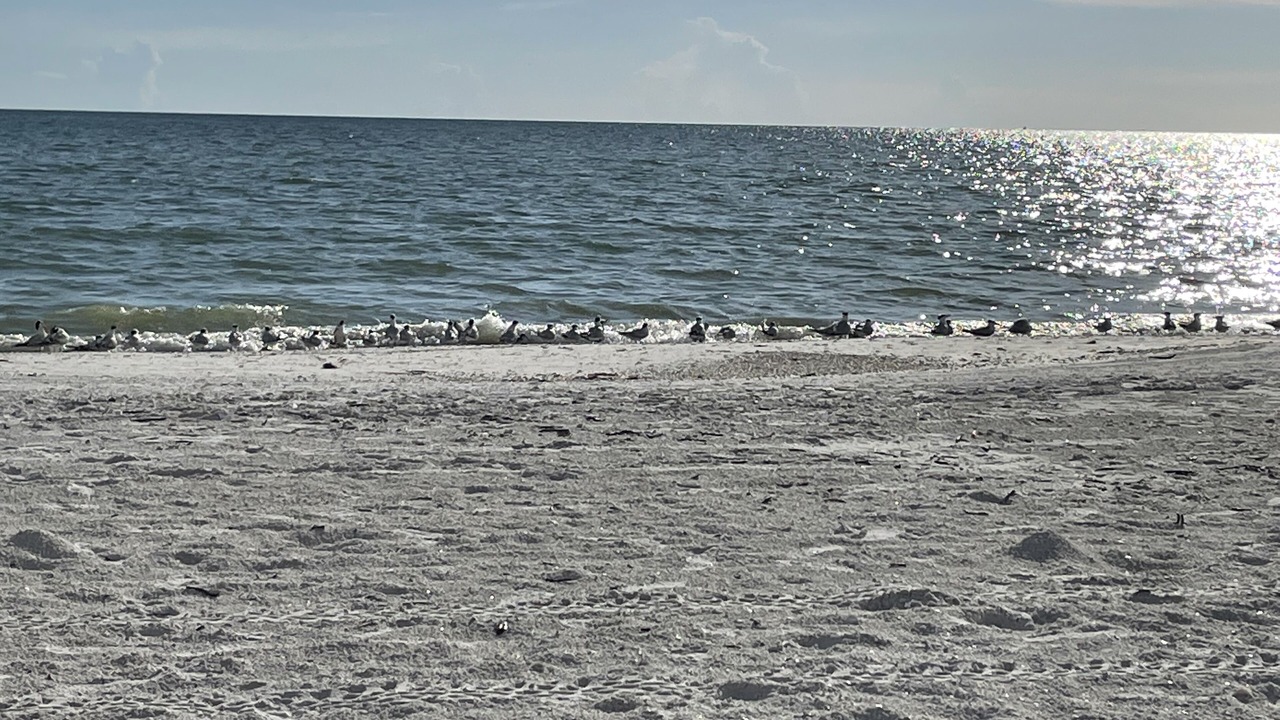 Photo of Others in Marco Island