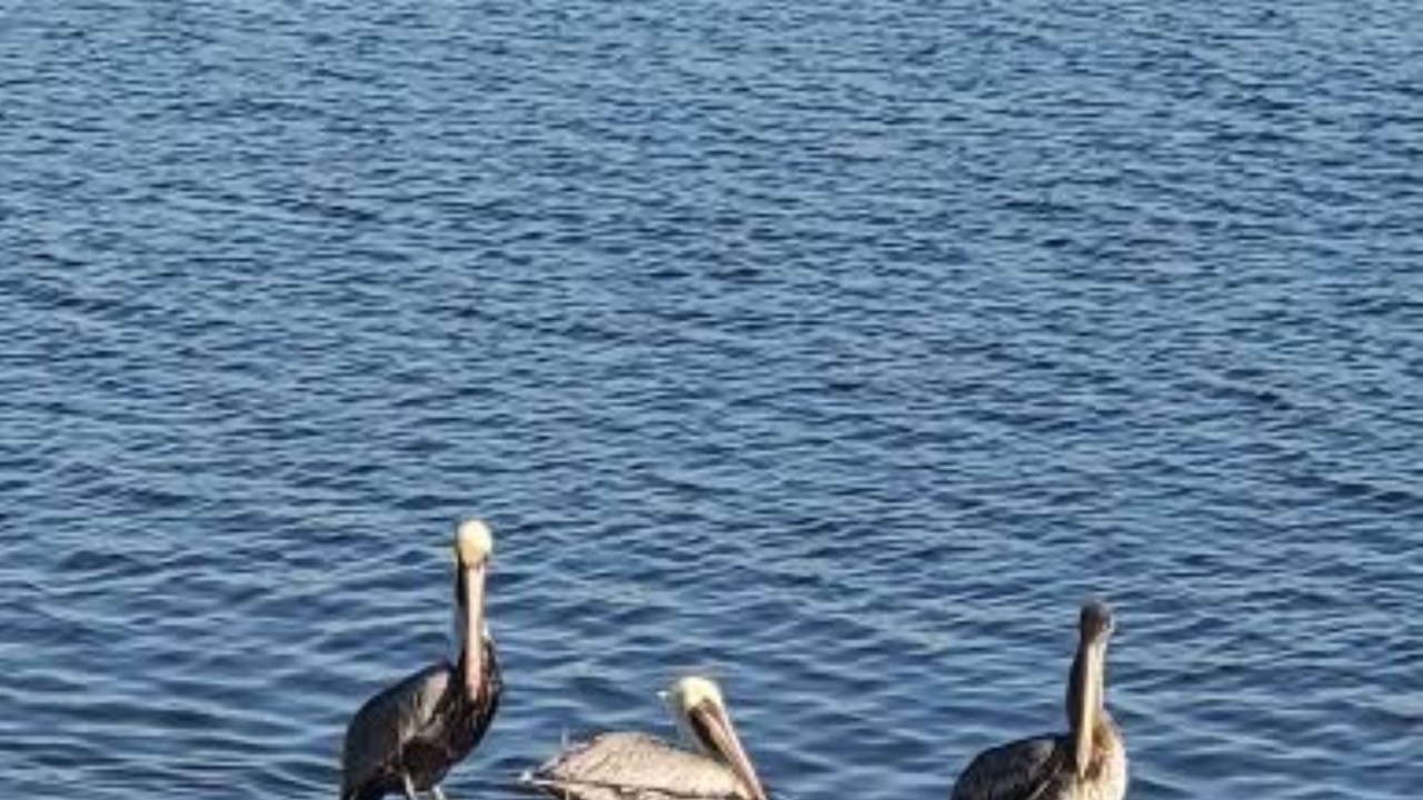 Photo of Others in Keaton Beach